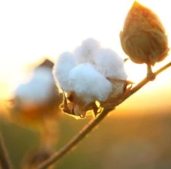 Air Wick Freshmatic Automatische Spray Luchtverfrisser - Pure Zachtheid Van Katoen Navulling - 3 Stuks - Voordeelverpakking -Schoonmaakproducten 1200x1183 1